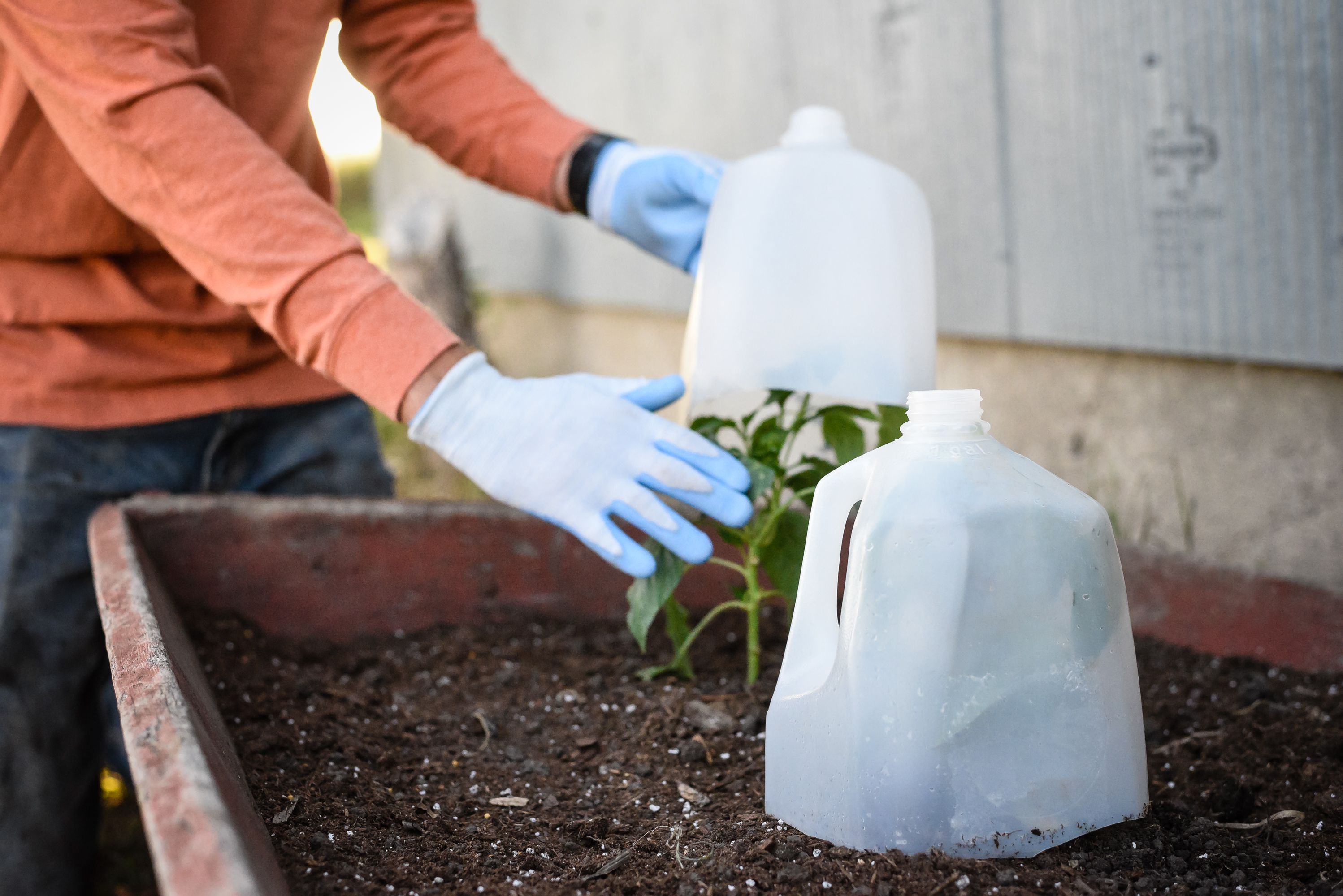 Protect Your Plants: Essential Frost and Freeze Survival Guide